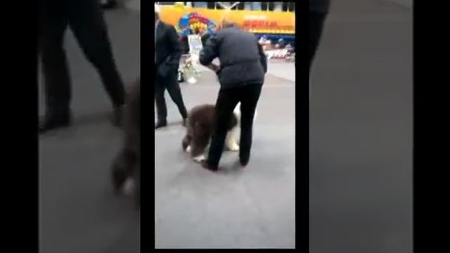 Пифа: первая выставка 26.09.2015 смотреть онлайн