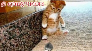 ПРИКОЛЫ С КОТАМИ! Самая смешная озвучка животных! Угар до слёз! ТЕСТ НА ПСИХИКУ 2025!