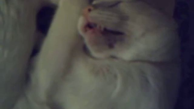 Коте что-то снится. смотреть онлайн