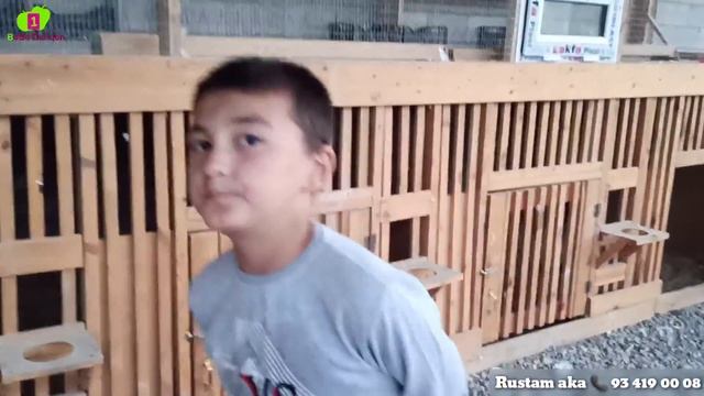 Kaptarlarni zo'rlari uchma va toza Анжаниский зот каптарлар