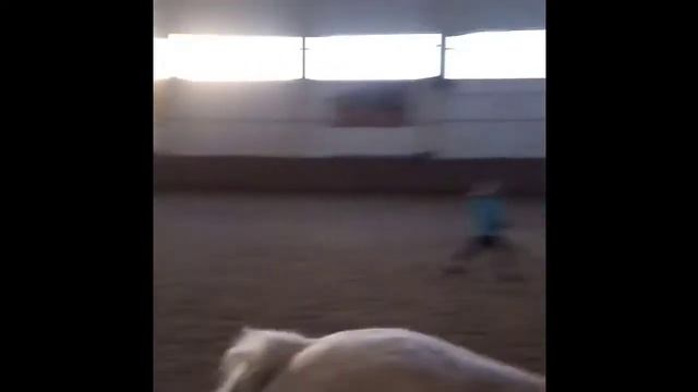 Мой галоп на лошади Лире смотреть онлайн