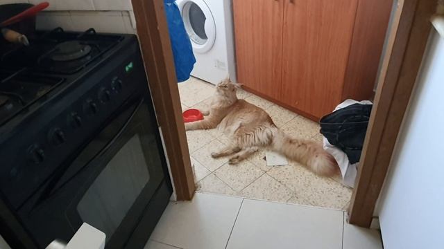 Мейн кун Симба смотреть онлайн