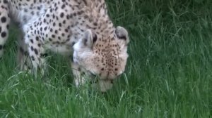 Коробка с игрушками! Лучшее обучающее видео для малышей. Собака, лев, тигр, свинья, корова