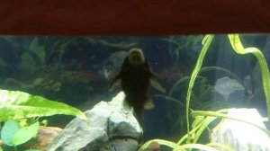 Juwel Vision 260 led