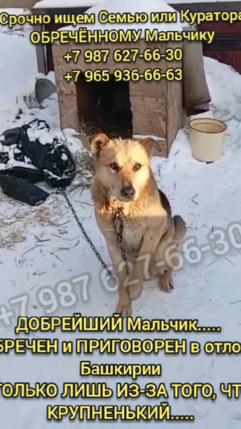 Спасите! Добрый пёс в усыпалке...