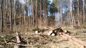 Сжигаю порубочные остатки.