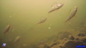 Внешняя белая регулируемая подсветка ,ночь с 7 минуты .  р. Волга Лето цветёт вода