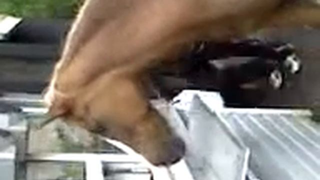 Лошадь которая любит музыку=) смотреть онлайн