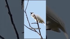Местами даже очень страшные звуки у птиц 😲

https://ok.ru/video/9323550280313