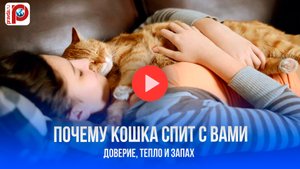 Кошка спит с вами? 6 причин, почему она вас выбрала – ответ удивит!
