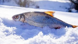 Ловля плотвы на озере. Не трофейная рыбалка.