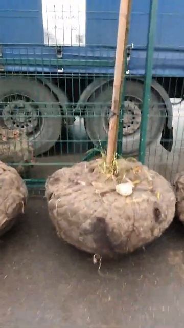 Клен Глобоссум #клен #крупномеры #кленглобоссум смотреть онлайн