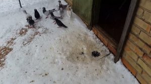 Бокинские Бойные Голуби и Американцы г Фастов 2018