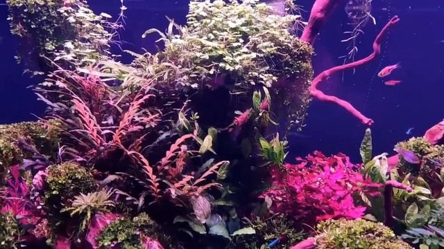 Weekaqua P series P900 Pro LED full spectrum aquatic plant light смотреть онлайн