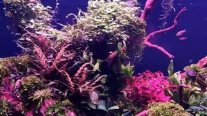 Weekaqua P series  P900 Pro LED full spectrum aquatic plant light