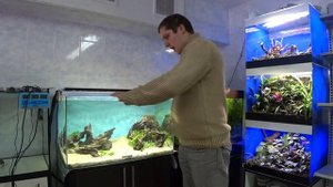 Запуск аквариума. Травник с корягами Blue Barbus