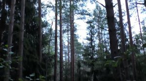 Дог трэил фест.п.Первомайское 06.07.2024