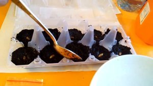 Циноксилон - Дерен Коуза - размножение семенами - стратификация и посадка