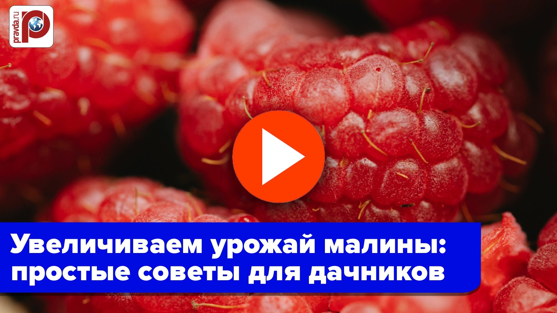 6 кг малины с куста: раскроем секрет рекордного урожая – соседи ахнут!