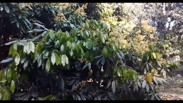 বোম্বাই জাত লিচু | টসটসে লিচুর রাজ্য | ১ম ধাপ | লিচু গাছের ফুল আসা ও পরিচর্যা | Bombay Lychee Chas смотреть онлайн