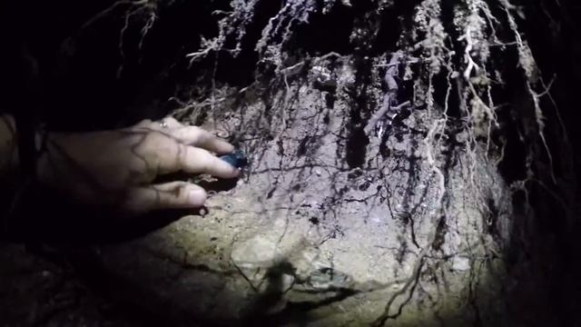 Carabus (Procerus) scabrosus colchicus Motschulsky, 1844 смотреть онлайн