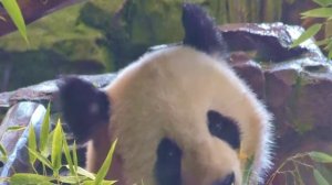 Берлинский зоопарк, туристическая прогулка #путешествия #туризм #зоопарк