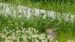 Рассказ Прятки для детей Виталий Бианки Аудиокнига Сказки о животных Слушать онлайн