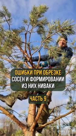 Ошибки при обрезке сосен и формировании из них ниваки. Часть 9
