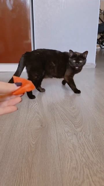 Коты вегетарианцы