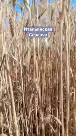 ААА, жирная, итальянская саранча! Нашествие! На полях в Самарской области #shorts-RUTUBE