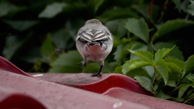 🌿 Музыка успокаивает душу смотреть онлайн