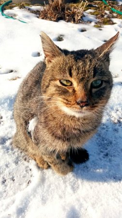 Кот очень болен, пытаемся спасти!
