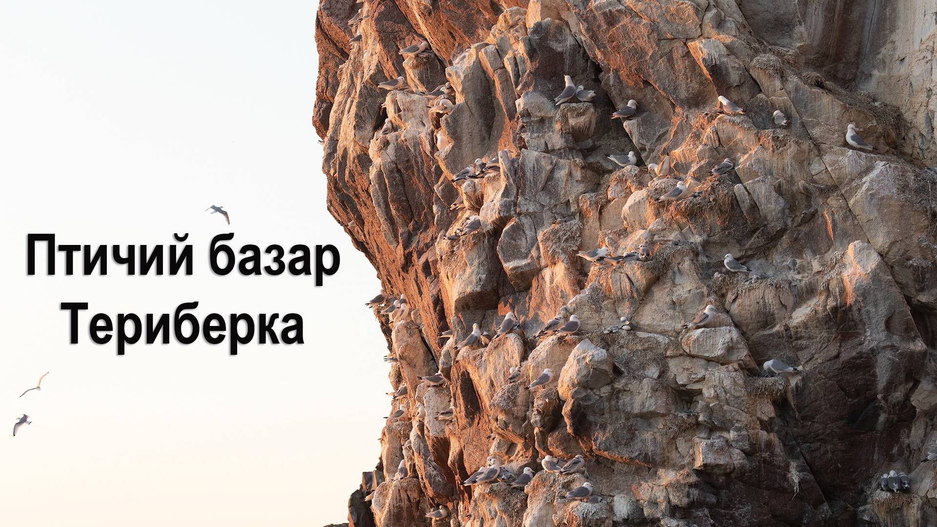 Птичий базар около Териберки