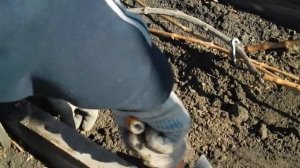Изготовление трубы для подкормки взрослого винограда