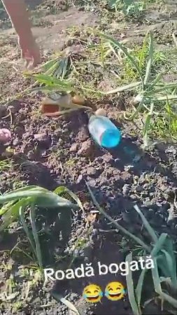 Посадили лук, а выросло.