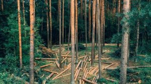 Люди и звери (720p)