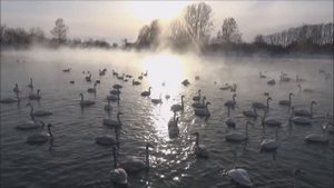 Алтайский край. Незамерзающее лебединое озеро.