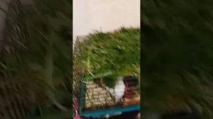 Мой папа показал моих морских свинок пепу и греля менял им подстилку чистил клетки и гадюшник