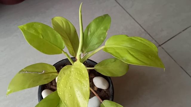 Care of pothos, golden money plant, goldena plant#gardening with geet kumar