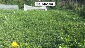 АРБУЗ! Выращивание в Минске. 2023 год. ТАЙМЛАПС! Watermelon в Беларуси. САХАР и ВЕС!