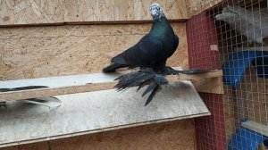 Бойные голуби. Мои сочи и гульсары.