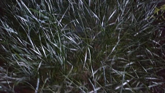 Релакс перед сном. Звуки ночи.