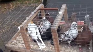 Выставка-Ярмарка голубей в г.Енакиево 23.10.21.