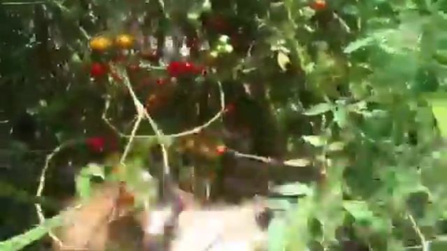 Duncan Corgi eats cherry tomatoes off vine; runs from camera смотреть онлайн