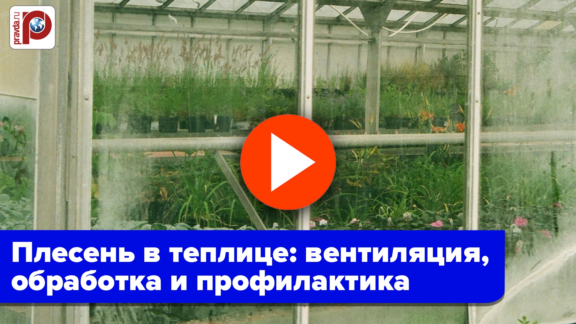 SOS! Зеленые стены в теплице: главный секрет спасения урожая от грибка