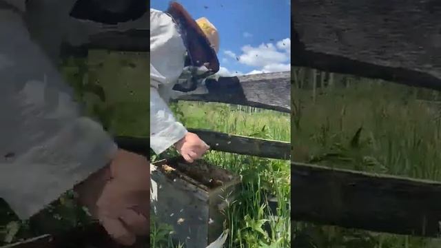 Это важно! #мëд #пчелы #роениепчел #деревня #пасека #деревенькамоя смотреть онлайн