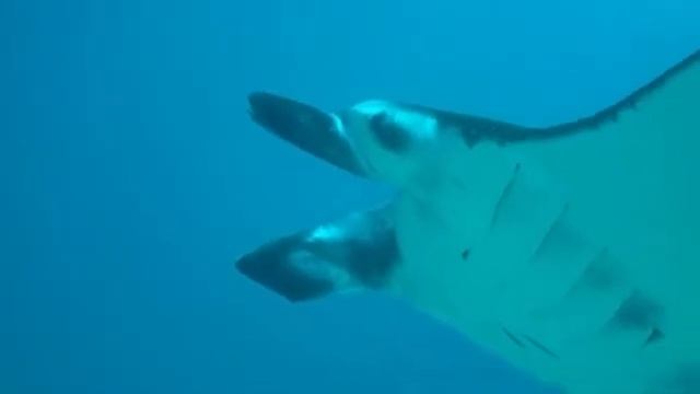 Bodu Gaa, Maldives, with Liquid Image 720p mask смотреть онлайн