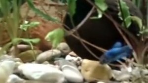 аквариум на 26 литров своими руками))) строго не судите)))