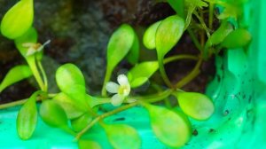 Цветение буцефаландры и глоссостигмы