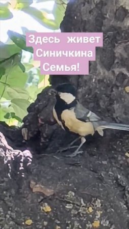 Йоу, зачем рубить тополя? Там живет синичкина семья! #shorts-YOUTUBE